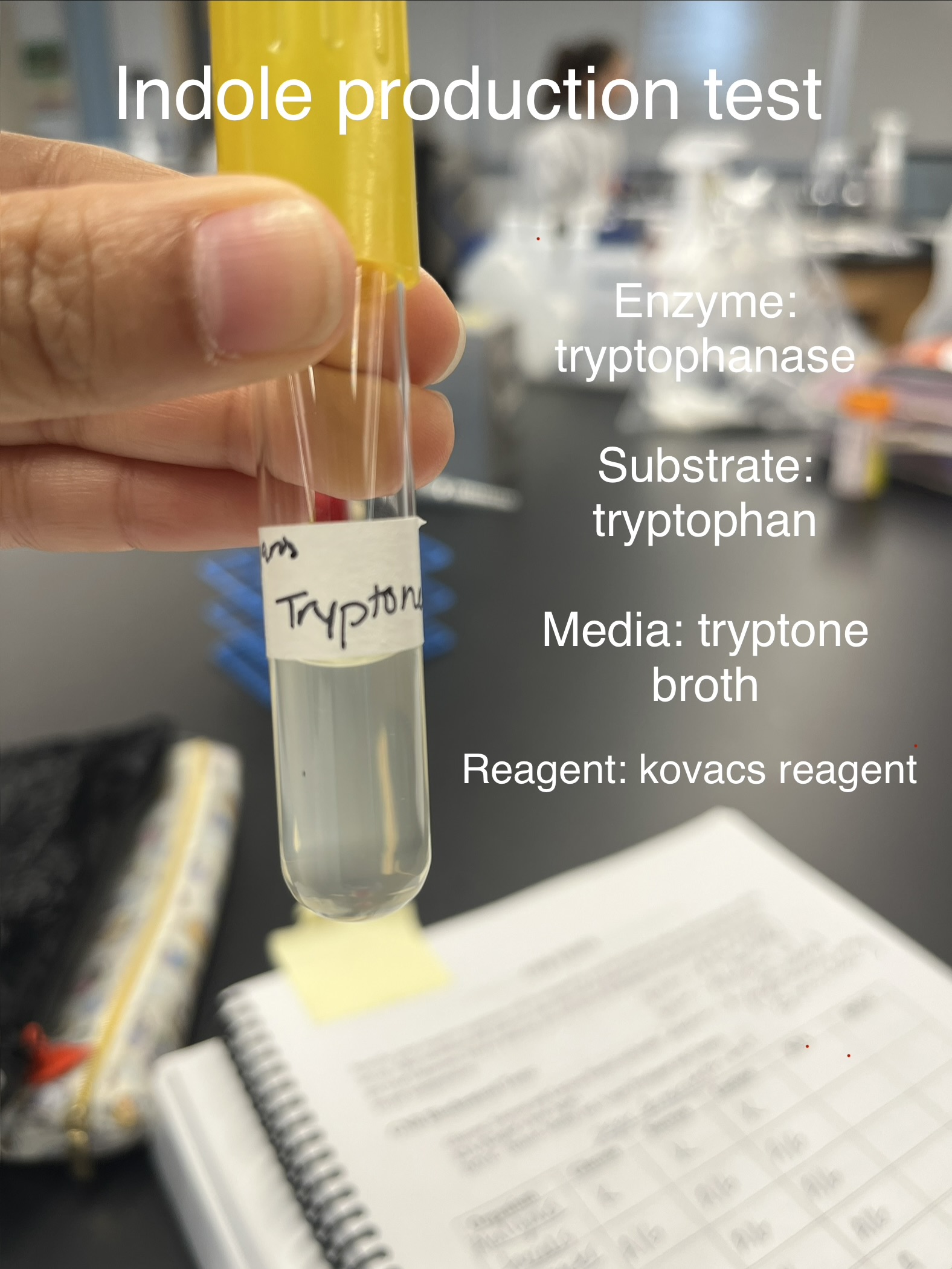 <p><strong>Name: </strong>Indole Production Test</p><p><strong>PURPOSE: </strong>to determine if your organism has the enzyme tryptophanase (produces indole)</p><p><strong>MEDIA: </strong>Tryptone broth —> clear color</p><p><strong>INOCULATION GUIDE: </strong>loopful</p><p><strong>INCUBATION: </strong>37°C for 48 hrs.</p><p><strong>THEORY: </strong>Tryptophan(substrate) —> tryptophanase—> pyruvic acid + NH3 + indole</p><p>*<strong>After incubation, </strong>add <strong>5 drops </strong>of<u><mark data-color="#e5ed11" style="background-color: rgb(229, 237, 17); color: inherit;"> kovac’s reagent</mark></u></p><p>indole + kovacs reagent (<mark data-color="#e3ec0e" style="background-color: rgb(227, 236, 14); color: inherit;">yellow</mark>)</p><p><strong>RESULTS:</strong></p><p>*<strong>After adding 5 drops of kovacs reagent:</strong></p><p>(+): <span style="color: rgb(240, 19, 236);">pink </span>on top(has the enzyme tryptophanase)</p><p>(-): <mark data-color="#e7e30a" style="background-color: rgb(231, 227, 10); color: inherit;">yellow </mark>on top</p><p></p>