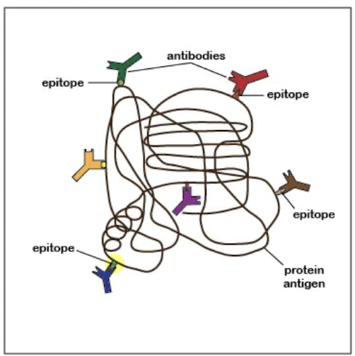 <p>the site on a complex antigenic molecule which combines with an Ab, BCR, or TCR</p>