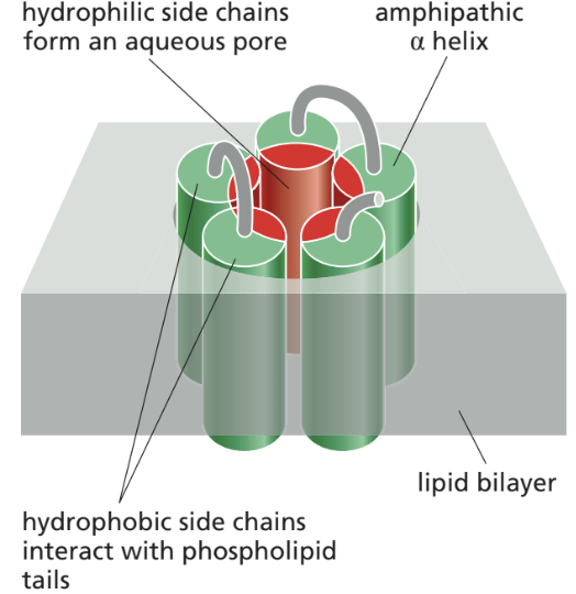 <p>hydrophilic, hydrophobic</p>