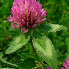 <p>Red Clover</p>