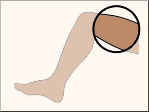 <p>thigh</p>
