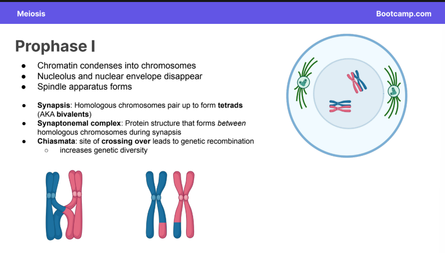 <ul><li><p><strong>Chromatin </strong>condenses into <strong>chromosomes</strong></p></li><li><p><strong>Nucleolus </strong>and <strong>nuclear envelope disappear</strong></p></li><li><p><strong>Spindle apparatus </strong>forms</p></li></ul><p></p><ul><li><p><strong>Synapsis</strong>:</p></li><li><p><strong>Synaptonemal complex</strong>: </p></li><li><p><strong>Chiasmata</strong>: </p></li></ul><p></p><p>SITES of the above things. </p><p></p>
