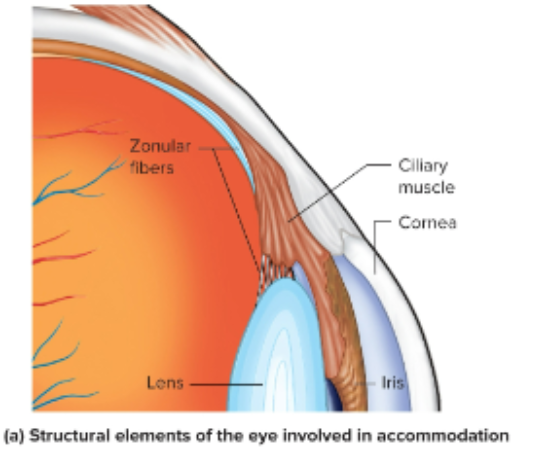 <p>attach and circle the lens. The contraction of the ciliary muscle will either tighten or loosen the suspensory fibers, causing the thickness of the lens to change </p>