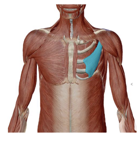 <p><span>which muscle, origin, insertion, innervation, and action is this</span></p>