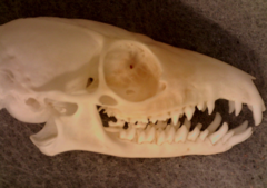 <p>Theria, Eutheria, Euarchontoglires, Euarchonta, Scandentia, Tupaiidae</p><p>*-thin postorbital bar</p><p>*-perforated zygomatic arch</p><p>*-trituburcular molars (= three principal cusps)</p>