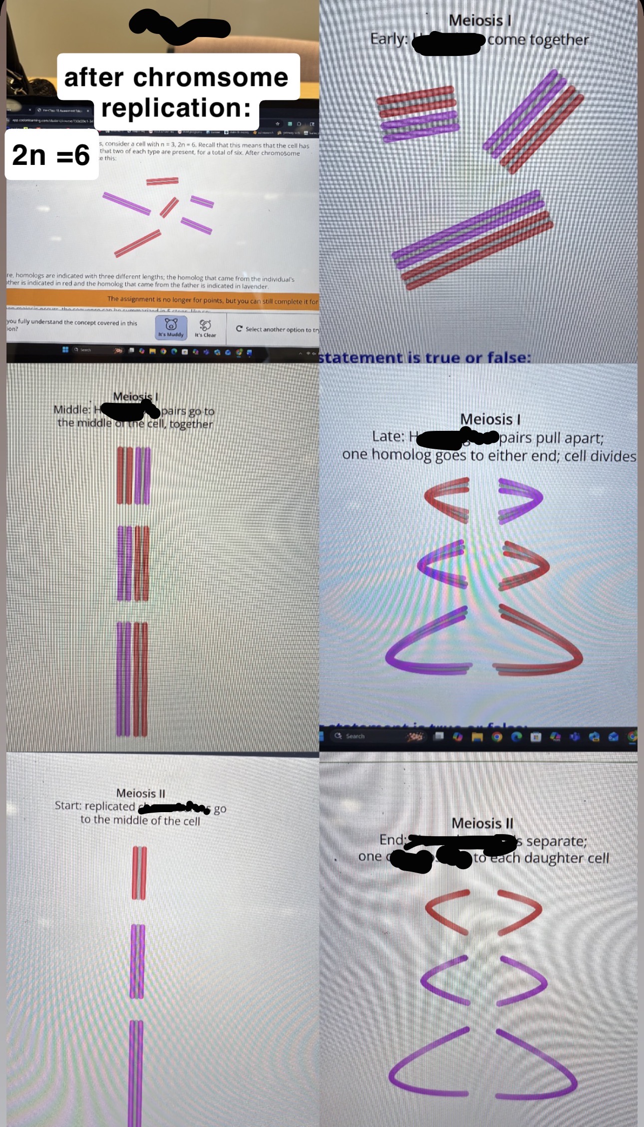 <p><span><strong>What happens in the middle phase of meiosis I is identical to what happens in the middle phase (metaphase) of mitosis. t/f</strong></span></p><p><span><strong>The events that happen in meiosis I explain why meiosis is a reduction division. At the start of meiosis I, the cell is diploid: it has two of each chromosome type and homologous pairs present. At the end, each daughter cell is haploid (only one of each type present). t/f </strong></span></p><p>******<span>The daughter cells of <strong>meiosis I</strong> are …..—each has one …. from each homologous pair. </span></p><p><span>Meiosis II <strong>occurs in each of the two daughter cells of meiosis I, </strong>meaning that a <strong>total of …. daughter cells are produced</strong> from the cell that started the process. </span></p><p>DNA replication, and thus chromosome replication, does <em>…. </em>occur prior to meiosis II—only prior to meiosis …...</p><p><span><strong>What happens in the middle of meiosis II is just what happens in the middle phase (metaphase) of mitosis, except that the cell is haploid instead of diploid.t/f</strong></span></p><p><span><strong>What happens at the end of meiosis II is just what happens at the end of mitosis (anaphase and telophase), except that the cell is haploid instead of diploid.</strong></span><br></p>