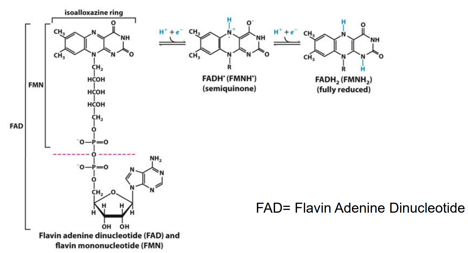 <p>Biological Oxidation-Reduction Reactions</p>