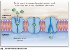 <p>- Movement of small, polar molecules across the membrane</p><p>- Simple sugars/carbs (glucose), AAs</p><p>Changes shape in the process of transport</p>
