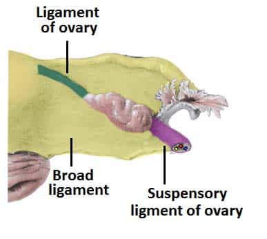<p>suspends ovary from lateral wall of pelvis</p><p>runs with ovarian A+V</p>