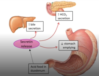 <ul><li><p>endocrine hormone of the digestive tract</p></li><li><p><u>Source:</u> enteroendocrine <u>S cells</u> in the duodenum</p></li><li><p><u>Released:</u> when acidic chyme arrives in the duodenum (pH 2-4)</p></li></ul><p></p>