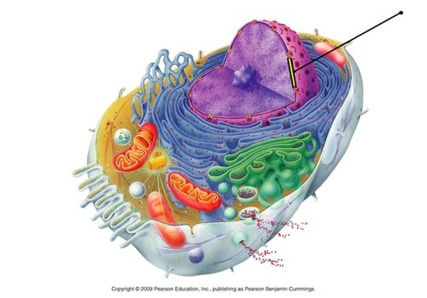 <p>Double-layered membrane with pores to allow transfer of substances between the nucleus and the cytoplasm.</p>