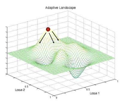 <p>What does the evolutionary direction indicated by the arrows imply?</p>
