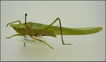 <p>Identify the insect and order</p>