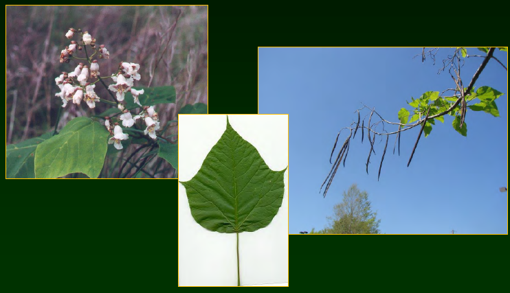 <p>•</p><p>Cherokee name is “kutuhlpa”</p><p>•</p><p>Host for catawba worms (sphinx moth)</p><p>•</p><p>Key Characters:</p><p>•</p><p>Whorled leaves</p><p>•</p><p>Large leaves</p><p>•</p><p>Leguminous seed pods</p><p>•</p><p>Large white showy flowers</p>