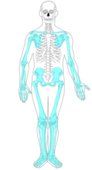 <p>bones of the appendages as well as the pectoral and pelvic girdle</p>