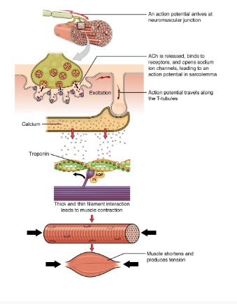 <p>By organ systems, such as muscular system physiology.</p>