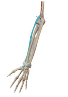 <p>what muscle and action is this </p>