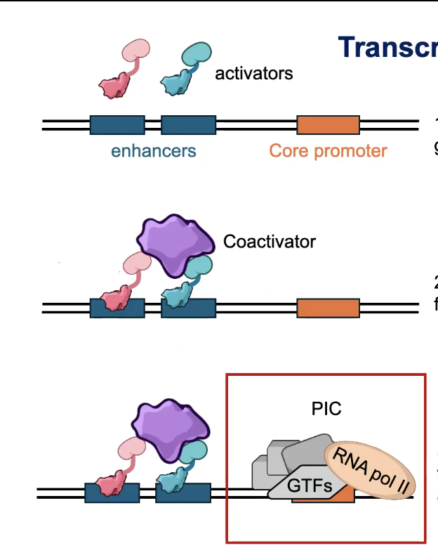<p>Activator Binding</p><p>→ Transcription factor proteins bind to gene-specific cis-regulatory regions (like enhancers)</p><p></p><p>Coactivator Recruitment</p><p>→ Activators (are TFs, and don’t work alone) and recruit intermediary factors known as CO-ACTIVATORS</p><p></p><p>Pre-initiation Complex (PIC) Assembly</p><p>→ General Transcription Factors (GTFs) and RNA Polymerase II assemble into the pre-initiation complex at the CORE PROMOTER</p><p></p>