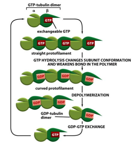 <p>GTP → GDP = Δ conformation → protofilament curves → stress → catastrophe </p>