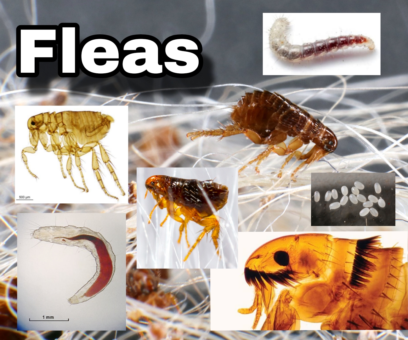 <p>Fleas</p>