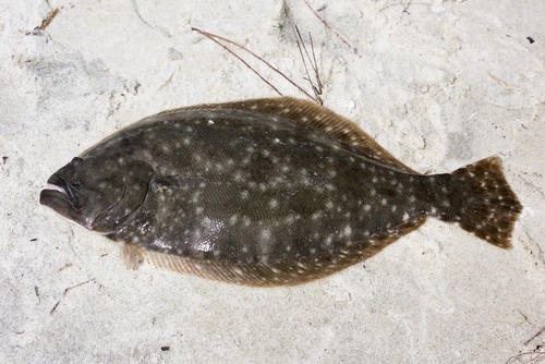 <p>Left-eyed, dark brown with light blotches, jaw beyond eye</p>