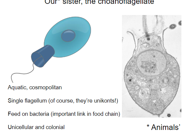 <p>our sister-choanoflagellate</p>