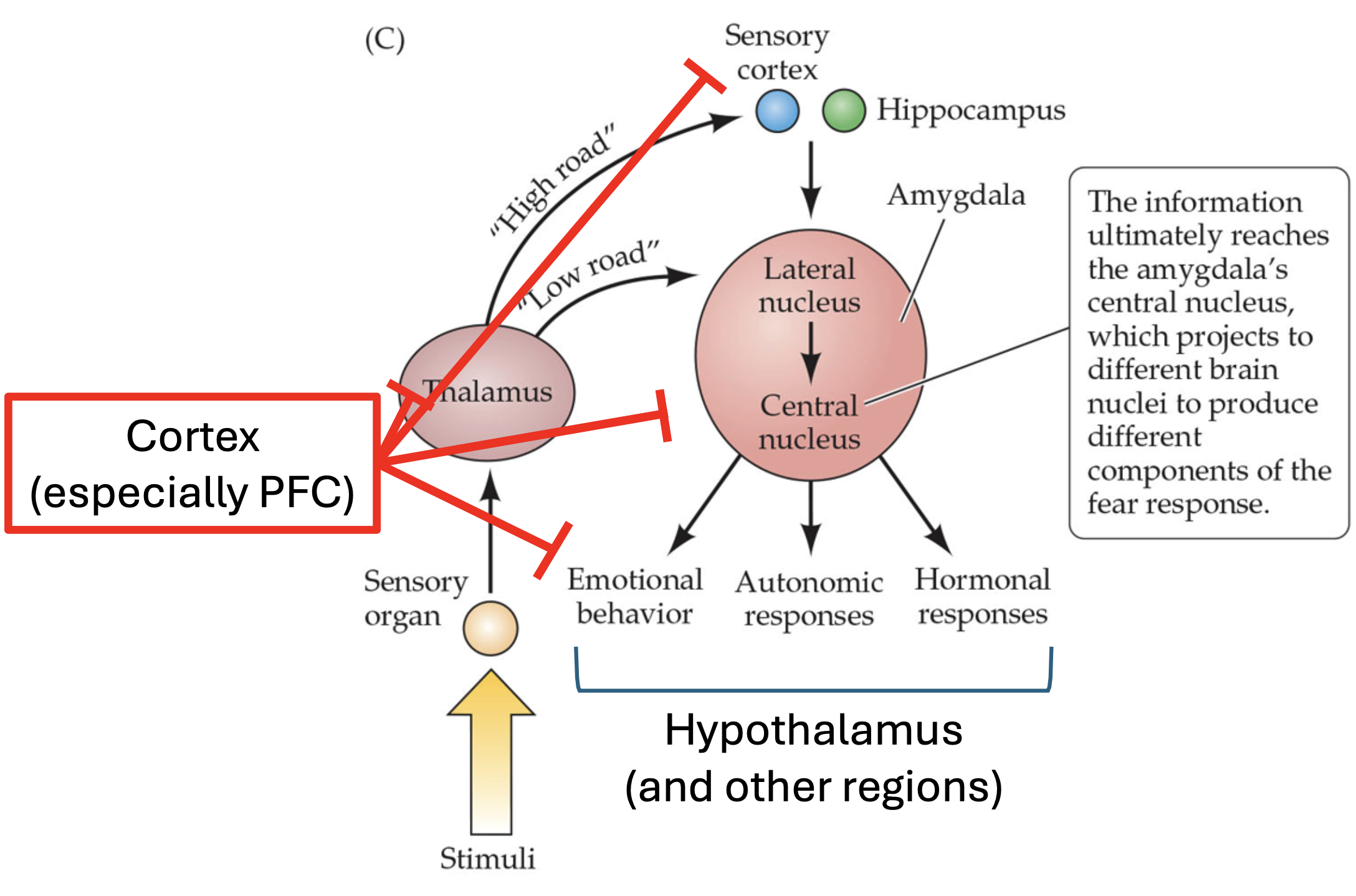 <p>System of top-down control that manages the intensity, duration, and expression of emotions</p><p>Cortex (especially PFC) projects to thalamus, sensory cortex, and amygdala to regulate emotions</p>