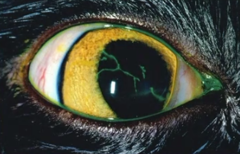 <p>Feline herpesvirus 1 can produce branching, ____________ ulcers or larger geographic ulcers, primarily in young cats.</p>