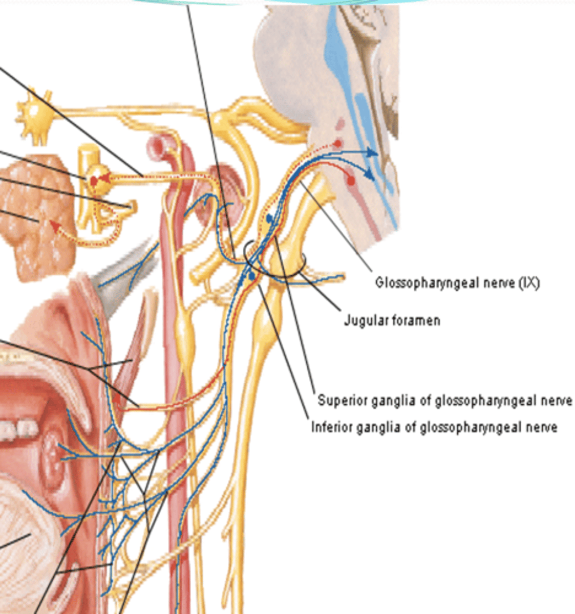 <p>What is the course and type of CN IX?</p>