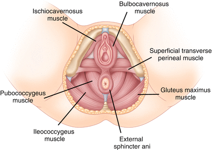 <p>external anal sphincter</p>