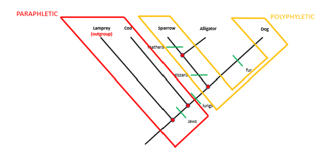 <p>A grouping that is made of members from unrelated ancestors</p>