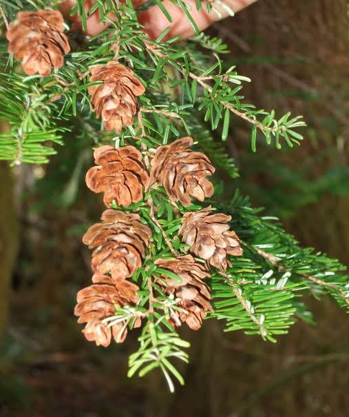 <p><span><span>Tsuga heterophylla</span></span></p>