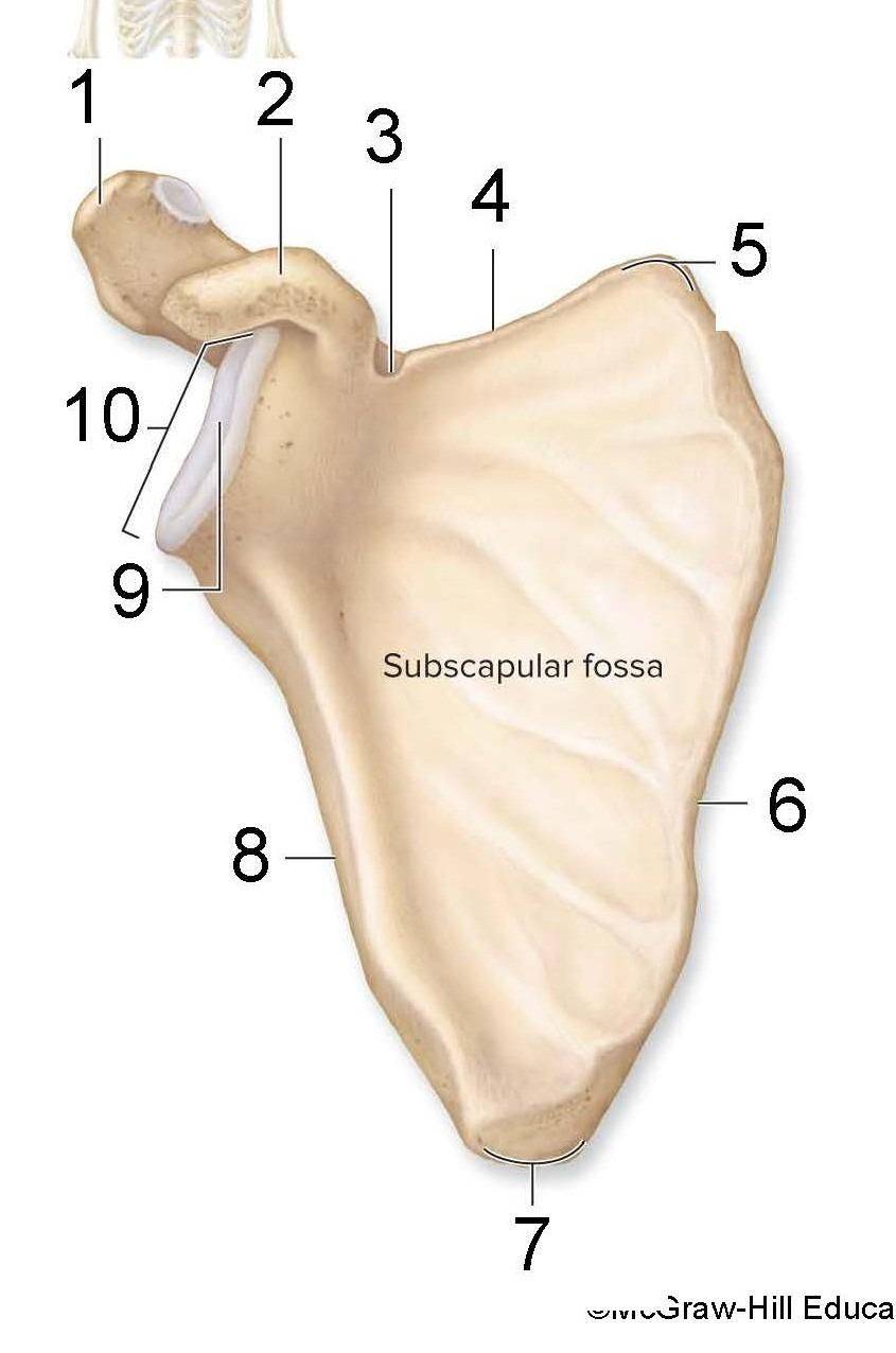 <p>What is identified in the photo (#1, #2, #9) and is this a right or left scapula</p>