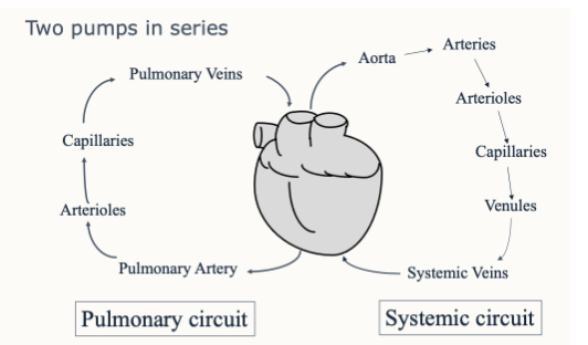 <p><span style="background-color: transparent;">The right heart:</span></p><ul><li><p><span style="background-color: transparent;">Pumps blood without oxygen to the lungs</span></p></li><li><p><span style="background-color: transparent;">Low pressure needed</span></p></li></ul><p><span style="background-color: transparent;">The left heart:</span></p><ul><li><p><span style="background-color: transparent;">Pumps blood with oxygen to all the organs</span></p></li><li><p><span style="background-color: transparent;">High pressure needed</span></p></li></ul><p></p>