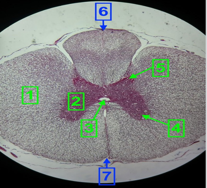 <p>5</p>