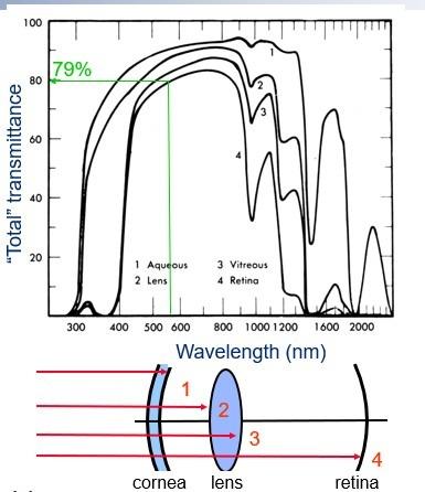 <p>What is the average transmittance of the eye for the visible range?</p>