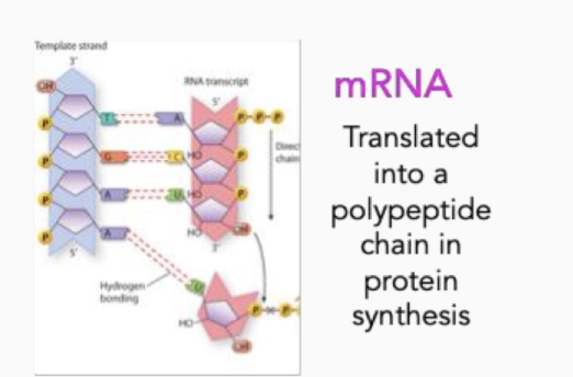 <p>unstable RNA</p><p>These enzymes in and out of the cell degrade RNA easily as it is single-stranded. </p><p>Short life</p><p>Translated into polypeptide chain in protein synthesis.</p>