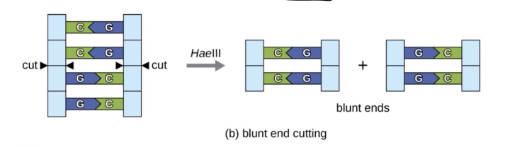 <p>when the endonucleases cut a sequence they dont leave an overhang creating 2 pieces of dna</p>