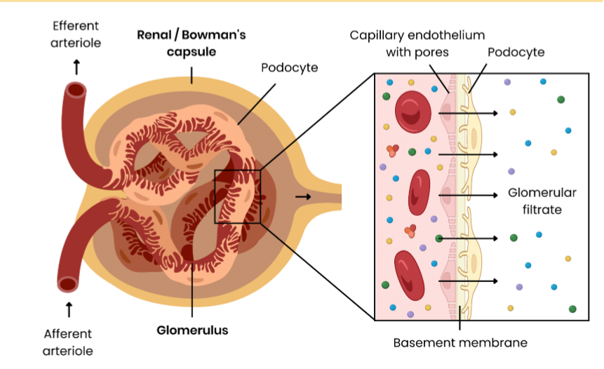 <ol><li><p>high hydrostatic pressure in glomerulus </p></li></ol><ul><li><p>as diameter of afferent arteriole (in) is wider than the efferent arteriole (out)</p></li></ul><ol start="2"><li><p>small substances e.g. water, glucose, ions, urea, forced into glomerular filtrate, filtered by:</p></li></ol><p>a) pores / fenestrations between capillary endothelial cells </p><p>b) capillary basement membrane </p><p>c) podocytes </p><ol start="3"><li><p>large proteins / blood cells remain in blood </p></li></ol><p></p>