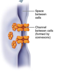 <p>A junction made of protein channels called connexons that create tunnels between neighboring cells.</p>