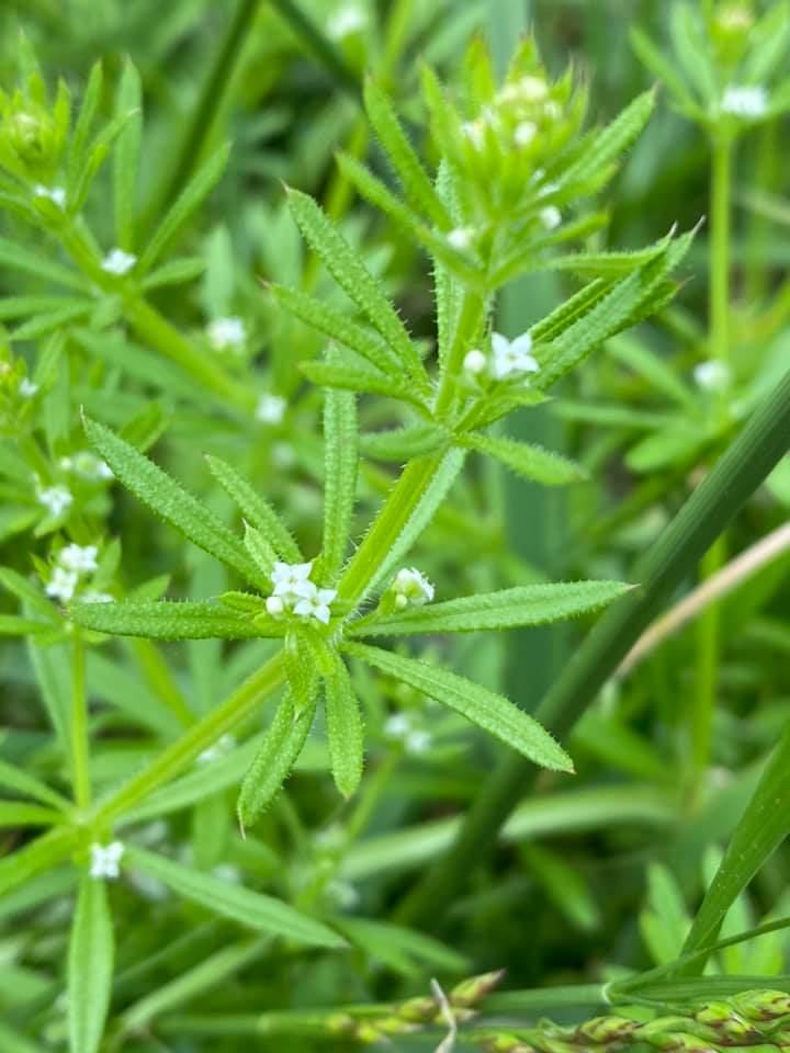 <p>Hairs / trichomes</p>