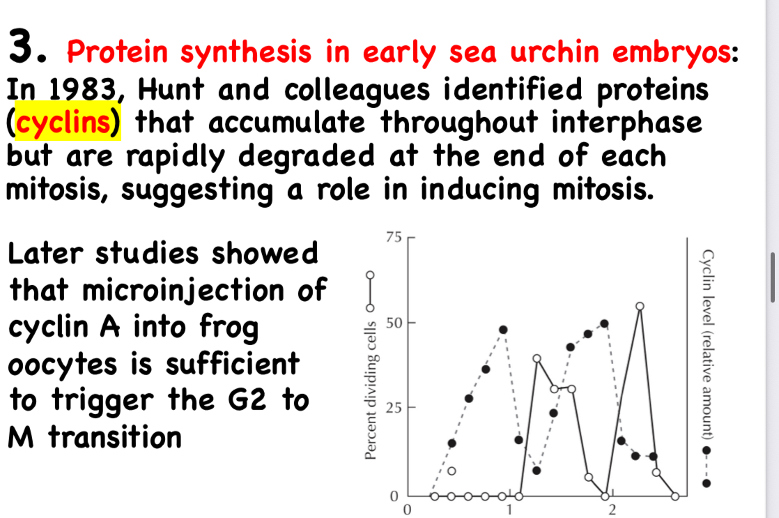 <ol><li><p>1971 frog oocytes arrested in g2 could be induced to enter m phase if hormonllay stimulated</p></li></ol><p>Factor found: mpf maturatin promoting factor also presnet in somatic cells where it induces mitosis </p><ol start="2"><li><p>Genatic analyses of yeast</p></li></ol><p>Mutants that were defective in cdc cell division cycles</p><p>Found: CDC GENES are needed to start and enter mitosis theu encode PROTEIN KINASE ( CDK1 IN ALL EUK.=</p><p></p><p></p>