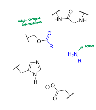 <p>what happens next in the serine protease mechanism</p>