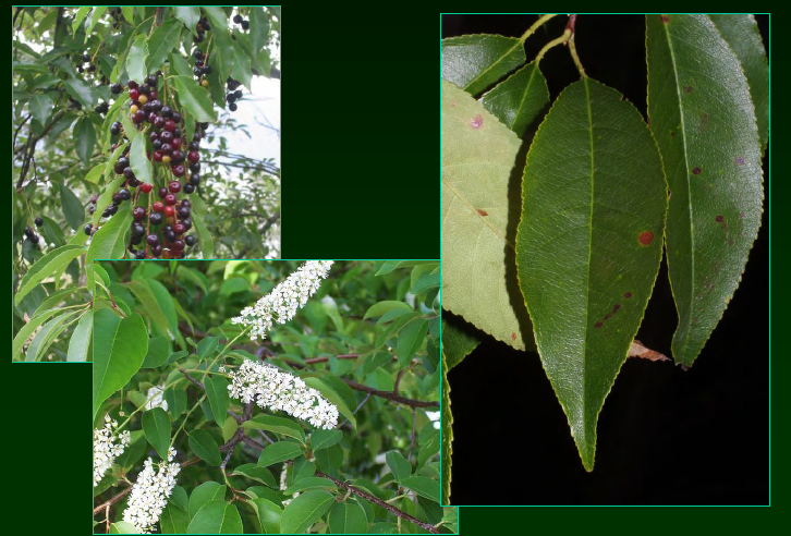 <p>Prunus serotina</p>