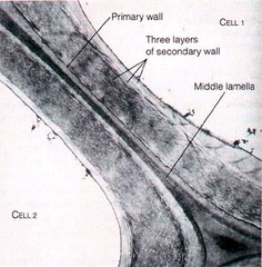 <p>1. Middle lamella- sticky cement similar to tight junction</p><p>2. Plasmodesmata- tunnels with tubes between plant cells. Allow cytosol to freely travel between plant cells</p>