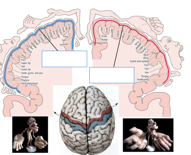 <p>Label this image </p>