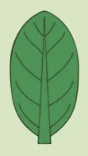 <p>widest near middle</p>