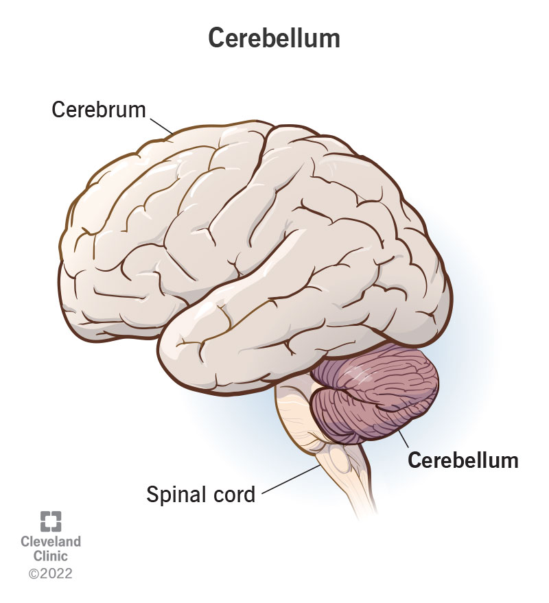 <p>Location: Attached to the brainstem.</p><p>Function: Contains more nerve cells than the rest of the brain. Controls skilled movement, balance and control.</p><p>Damage: Loss of muscle coordination, balance issues and trouble with precision task.</p>