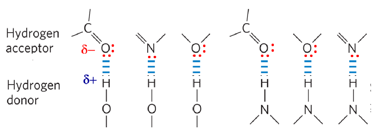 <ul><li><p>Hydrogen bonds are electrostatic attractions between a H-bond donor and an acceptor</p></li><li><p>An acceptor = electronegative atom with an available lone pair of electrons</p><ul><li><p>It "accepts" the partially positive hydrogen by attracting it toward its lone pair.</p></li></ul></li><li><p>A donor = hydrogen atom <strong>covalently bonded to another electronegative atom.</strong></p><ul><li><p>It "donates" its hydrogen's positive partial charge to the interaction because it pulls electron density away from that hydrogen.</p></li></ul></li><li><p>The hydrogen bond is about 5-10% as strong as a covalent bond, enough to make the two molecules stick loosely to each other but not to form a permanent link</p></li><li><p>H-bonds are directional - stronger if donor and acceptor line up with one another</p></li></ul><p></p>