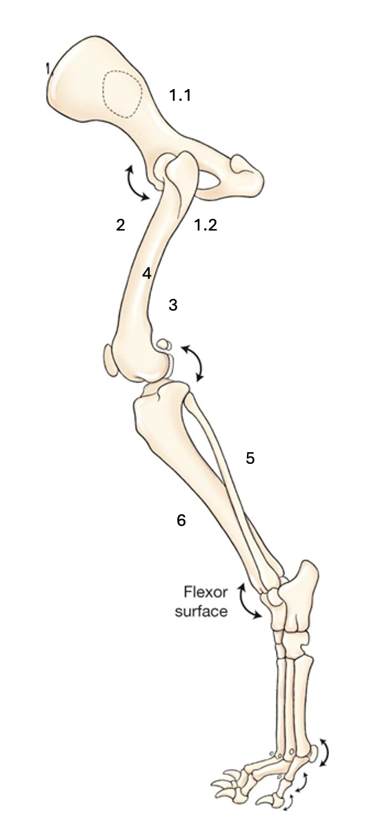 <p>Name the labelled muscles</p>